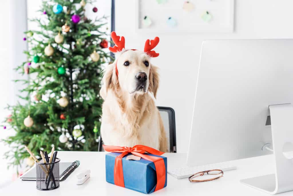 dog wearing reindeer ears