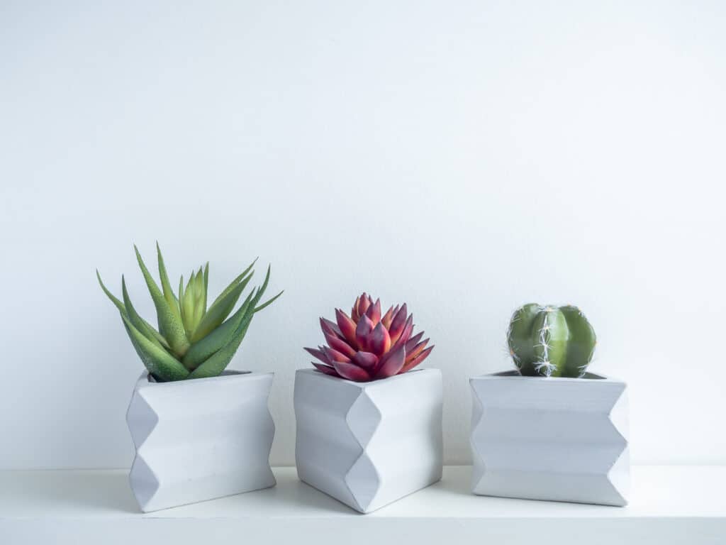 Cactus pot. Concrete pot. Cactus and succulent plants in modern triangle geometric concrete planters on white wooden shelf isolated on white background.