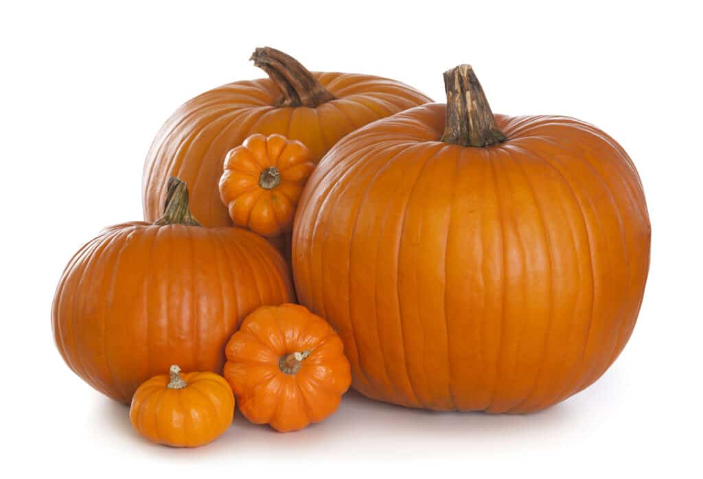 Group of pumpkins isolated on white background