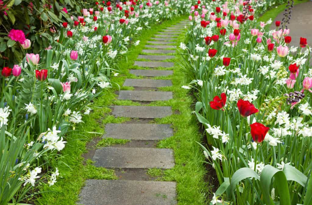 red and white flowers along side a walkway