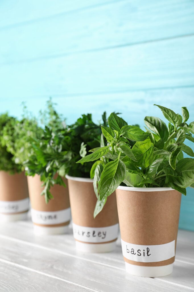 Seedlings of different aromatic herbs in paper cups with name labels on white wooden table